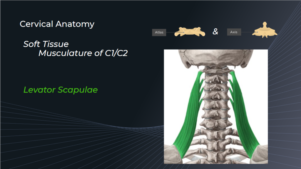 UC Anatomy Biomechanics & Neurology | Elite Upper Cervical